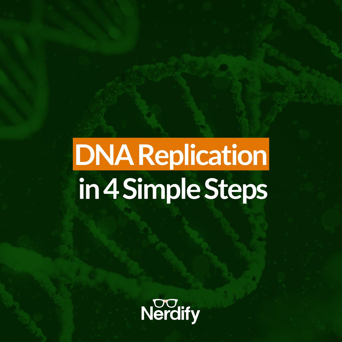 GoNerdify's tweet image. DNA replication is semi-conservative🧬
Each new cell gets an exact genetic copy. 
Key steps: unwind → prime → elongate → seal. 
Simple &amp;amp; essential

Need help? Nerdify’s got you😉

#nerdify #gonerdify #biologyhelp #biologystudy #biologyquestions #dna #dnareplication