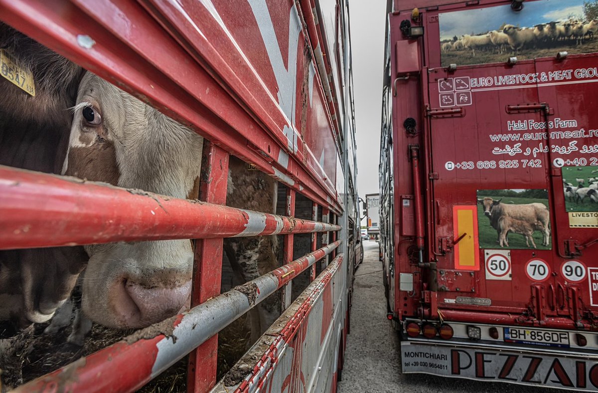 Canlı Hayvan Ticareti: Hayvanların ve Mültecilerin Sırtında Büyüyen Endüstri

Hayvan Hakları İzleme Komitesi’nden Fatma Biltekin canlı hayvan ticaretinin görünmeyen yüzünü Ebru Apalak’a anlattı.
muzir.org/2025/06/07/can…
<a href="/hakim_komite/">HAKİM - Hayvan Hakları İzleme Komitesi</a> <a href="/ebru_apalak/">ebru_apalak</a> 
Fotoğraflar: Jo-Anne McArthur,