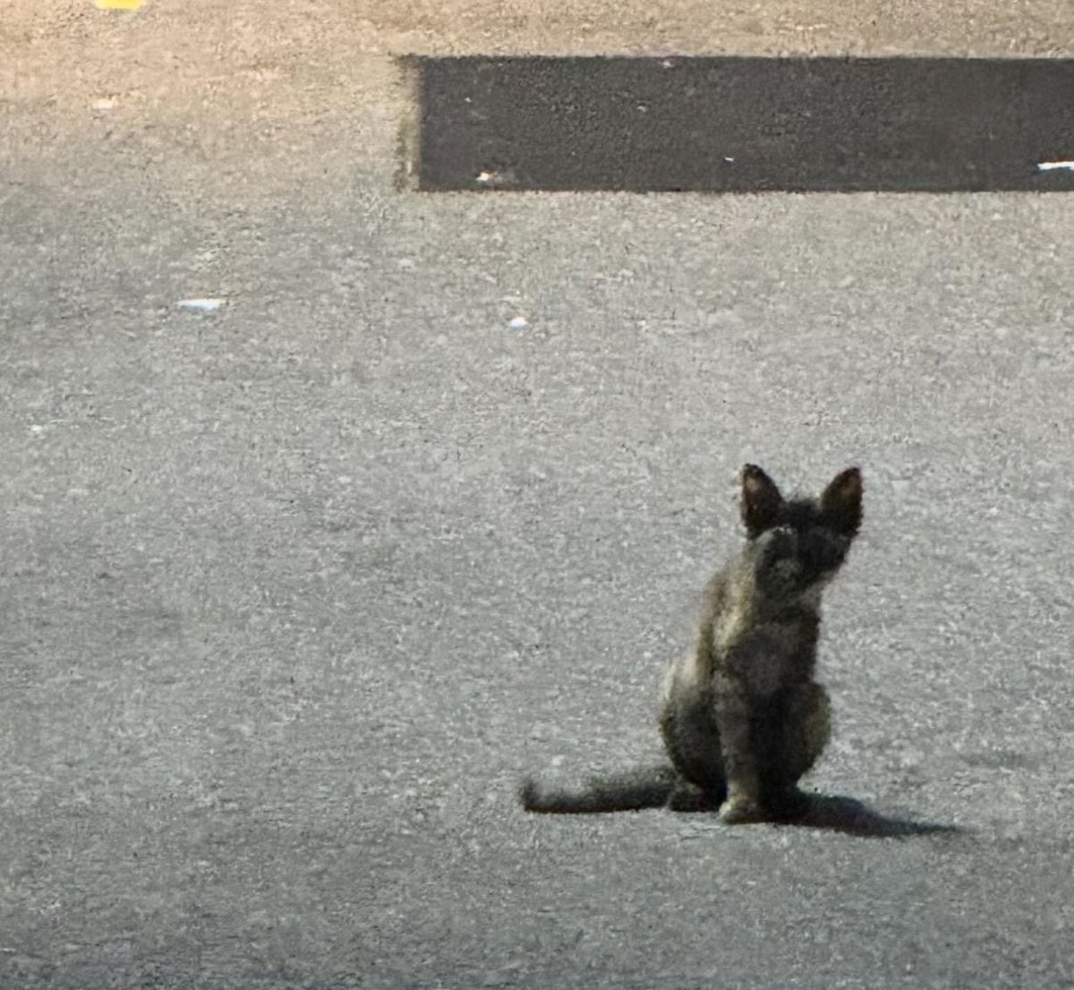 (hyeri about mingyu: he's a romance addict.. a love-fool..)