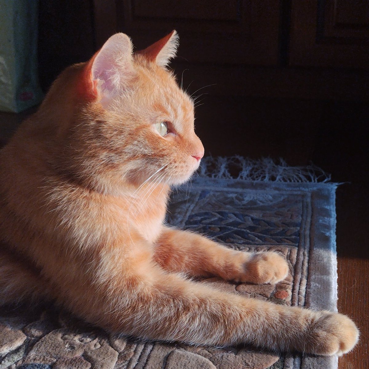 キレイな目した猫ﾁｬﾝﾇみて