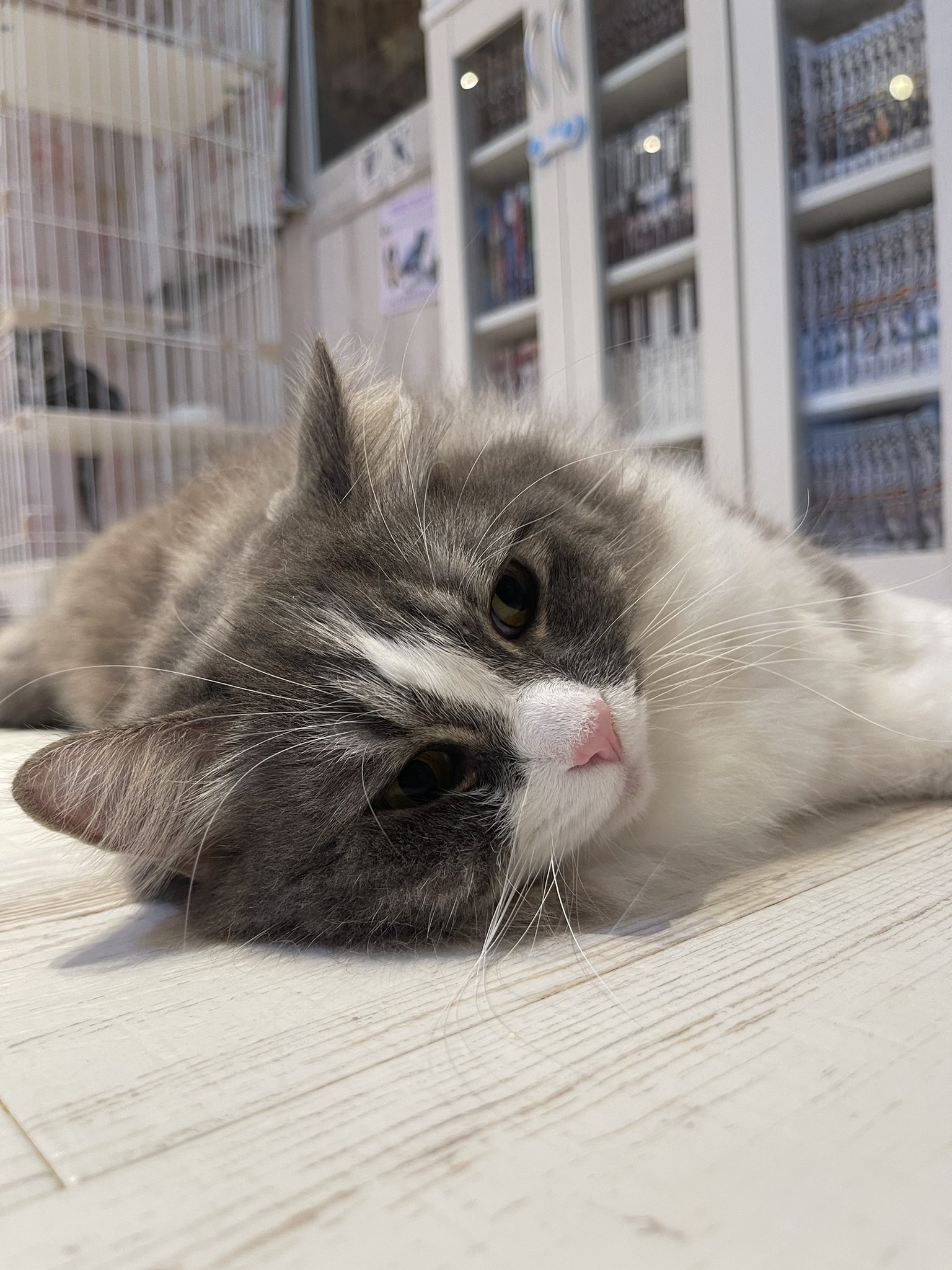 猫カフェ 猫ちゃんといっしょ on X: 