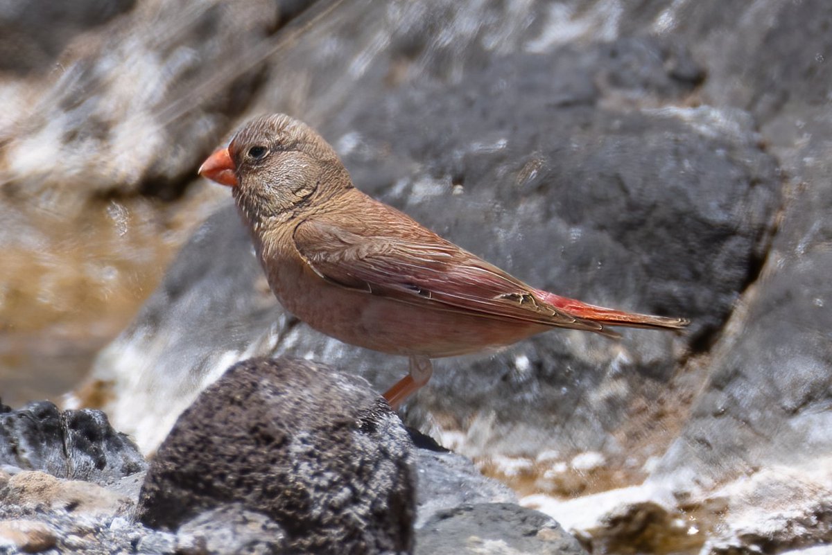 Camachuelo Trompetero, Bucanetes githagineus amantum, Trumpeter finch
Fuerteventura
instagram.com/delfingonfer/
facebook.com/profile.php?id…
En España esta subespecie esta restringida principalmente a Fuerteventura y Lanzarote.