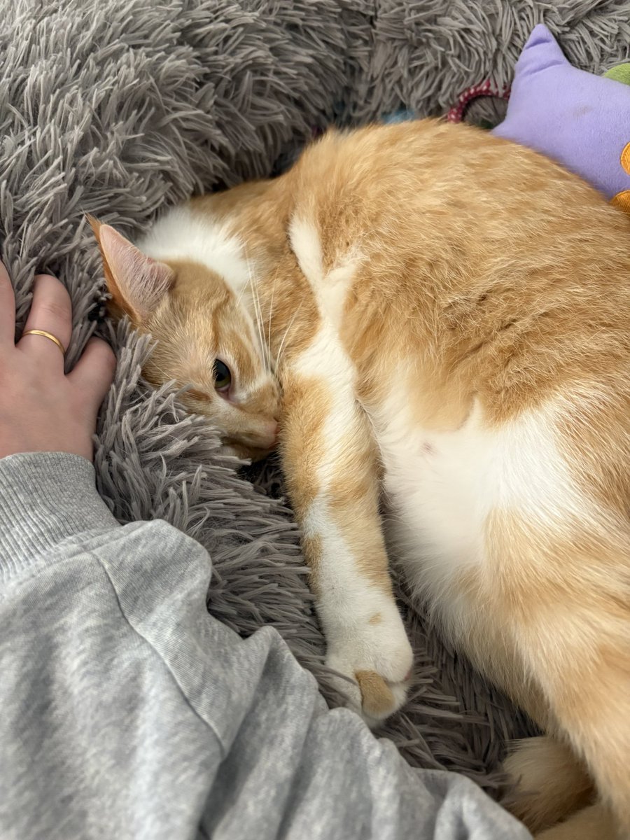 L’assistant à la flemme. Je répète l’assistant à la flemme de faire du grec