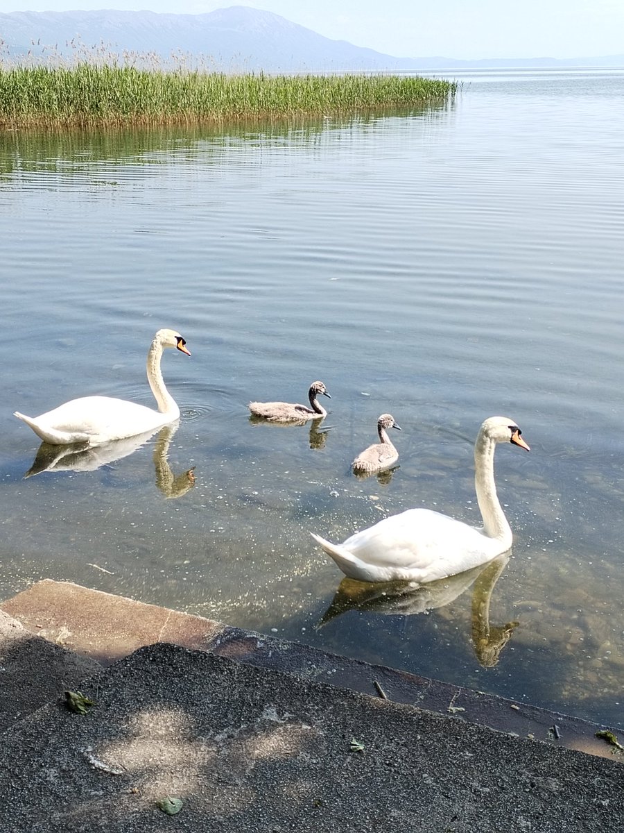 Фамилијарна.