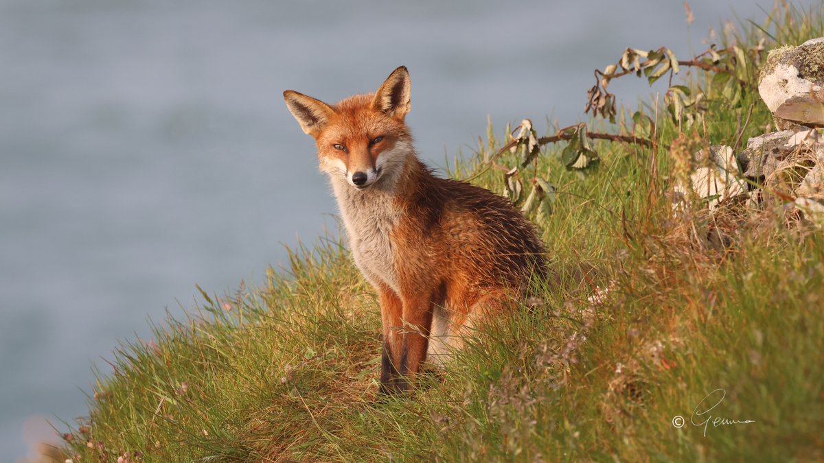 Vixen and her cub, East Cork.