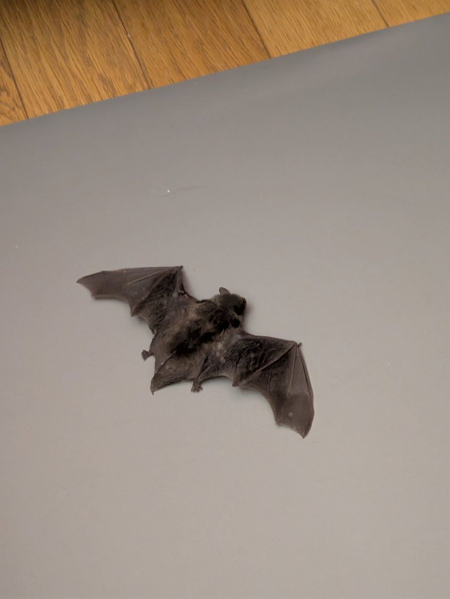 今年一番びっくりした🦇
何やら大きな黒い蛾のようなものが床に落ちてきた…

コウモリ でした (-_-;)

掃除用のホウキセットで
取り押さえ
外に逃がしました。

部屋をエタノールで消毒して
何時もより大分綺麗に！

換気の時も 田舎は色々な生き物が入ってきます(´-﹏-`；)