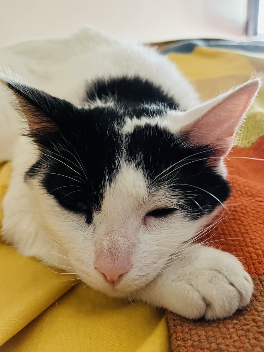 AdA Pavia (@adapavia) on Twitter photo A la Costera ja anem pels 31* a migdia 🔥🤡 la gata Clea diu que millor no fer res. Crec que la imitaré 💚☘️<a href="/Somiatwiter/">Antoni MartiMonterde</a> <a href="/josepballesterr/">josepballester</a>
🔥🔥🔥Socarrats estem, eh? <a href="/SocarraLa/">Carme la Socarrà</a> <a href="/CarmeGosalbez/">Carme Gosàlbez</a>
i tota #laCosteraPower 🐯 A la Costera ja anem pels 31* a migdia 🔥🤡 la gata Clea diu que millor no fer res. Crec que la imitaré 💚☘️<a href="/Somiatwiter/">Antoni MartiMonterde</a> <a href="/josepballesterr/">josepballester</a>
🔥🔥🔥Socarrats estem, eh? <a href="/SocarraLa/">Carme la Socarrà</a> <a href="/CarmeGosalbez/">Carme Gosàlbez</a>
i tota #laCosteraPower 🐯