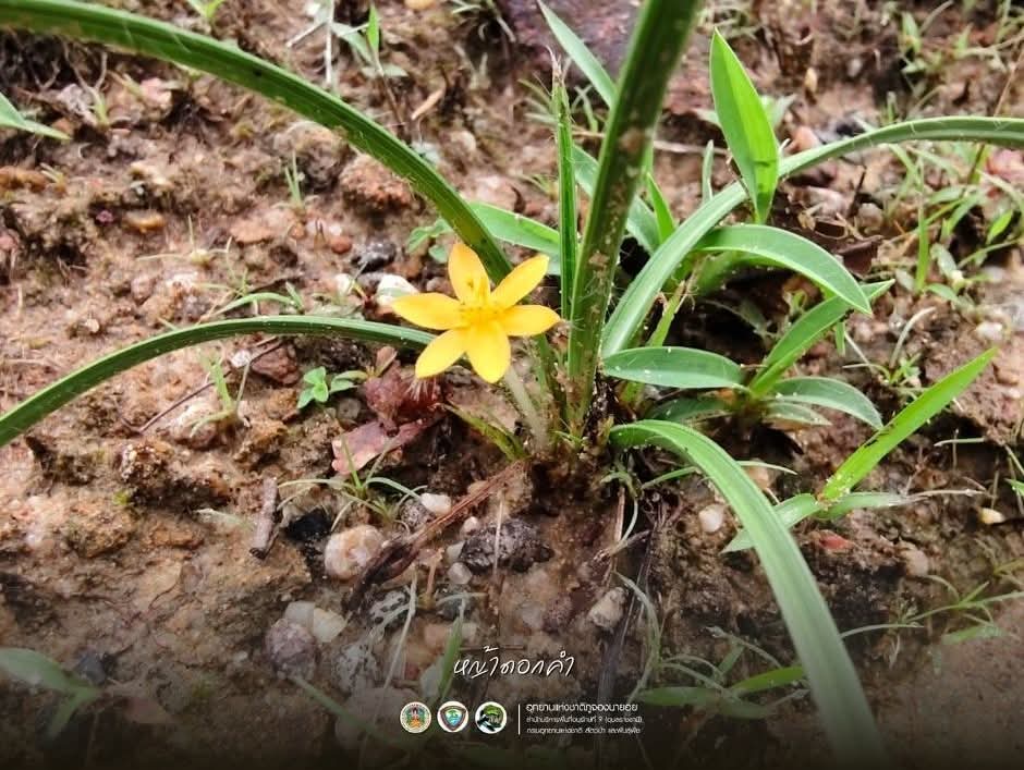 "หญ้าดอกคำ"  ชูช่อเหนือผืนดิน ในผืนป่าอุทยานแห่งชาติภูจองนายอย จ.อุบลราชธานี ในประเทศไทยพบทุกภาค ขึ้นทั้งในป่าผลัดใบและไม่ผลัดใบ หรือทุ่งหญ้าที่เปิดโล่ง ความสูงถึงประมาณ 2000 เมตร 

#หญ้าดอกคำ #อุทยานแห่งชาติภูจองนายอย #อุบลราชธานี #กรมอุทยานแห่งชาติ