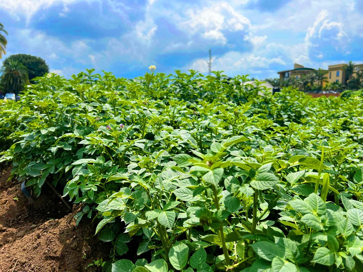 ShimoYvette's tweet image. 🤔Did you know that potato late blight is a devastating disease costing farmers billions each year?
 
But there&apos;s hope! #BiotechCrops with built-in resistance can help mitigate this challenge.

🤷Why choosing  #BiotechCrops 

✅ Robust resistance to late blight and other…