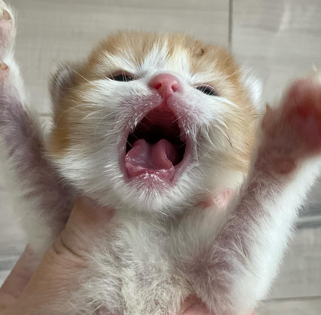 smol silly cat tweet media