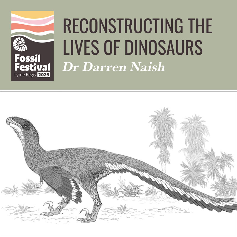 TetZoo's tweet image. ONE WEEK until the 2025 #LymeRegis #FossilFestival. I&apos;m speaking and also signing my book #Dinopedia. Can&apos;t wait! I think this is the 20th anniversary, probably set to be the biggest and best so far.