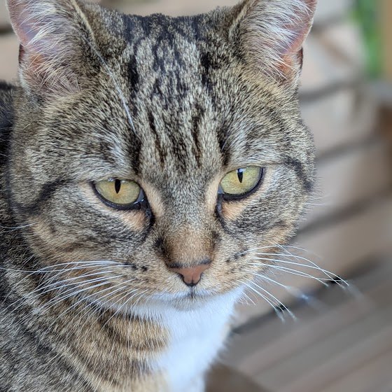 (Amanda) 

Betty had a bit of a shock this morning - she couldn't log in to Twitter.

 This made absolutely no sense to me but it made her upset.

She phoned her son VeganDad and he helped her so it's all sorted now.

Sometimes ancient humans need a bit of help. don't they?