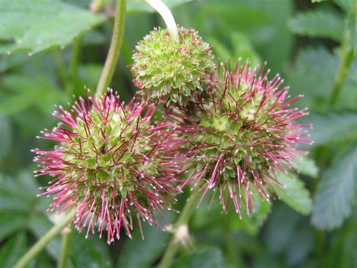 You would not want your dog to roll in this. It's the pesky invasive alien Acaena novae-zelandiae on Kings Ride in Swinley Forest, South Ascot, today.  At its worst, the vet needs to shave the entire body of the dog to unsnag its coat.