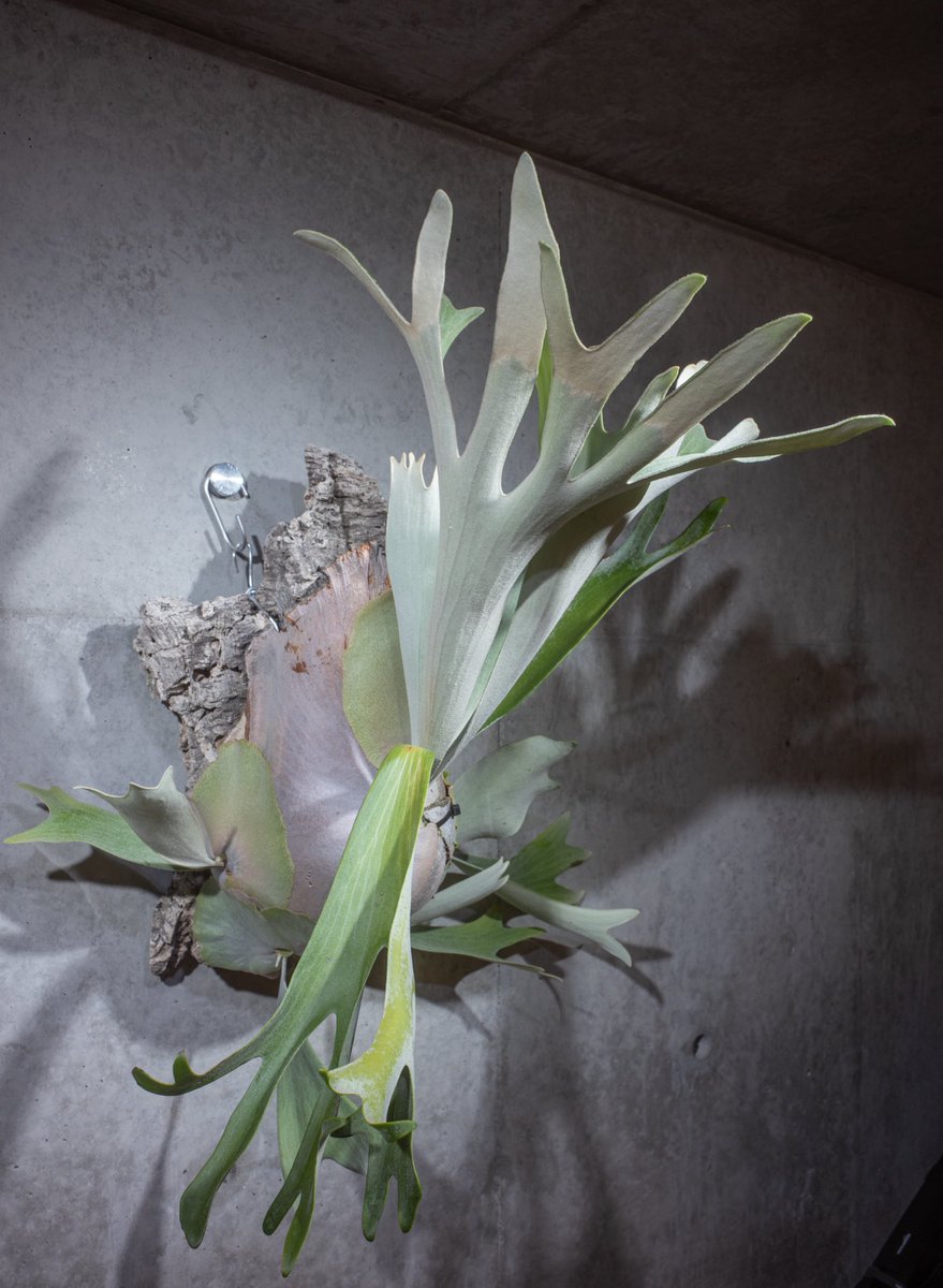 2年前、ビカク沼にハマったきっかけの株です。
白ビといえばウィリンキー、ベイチーが主流だと思いますが、ビフルカツムもいいですよね。

#Doitung