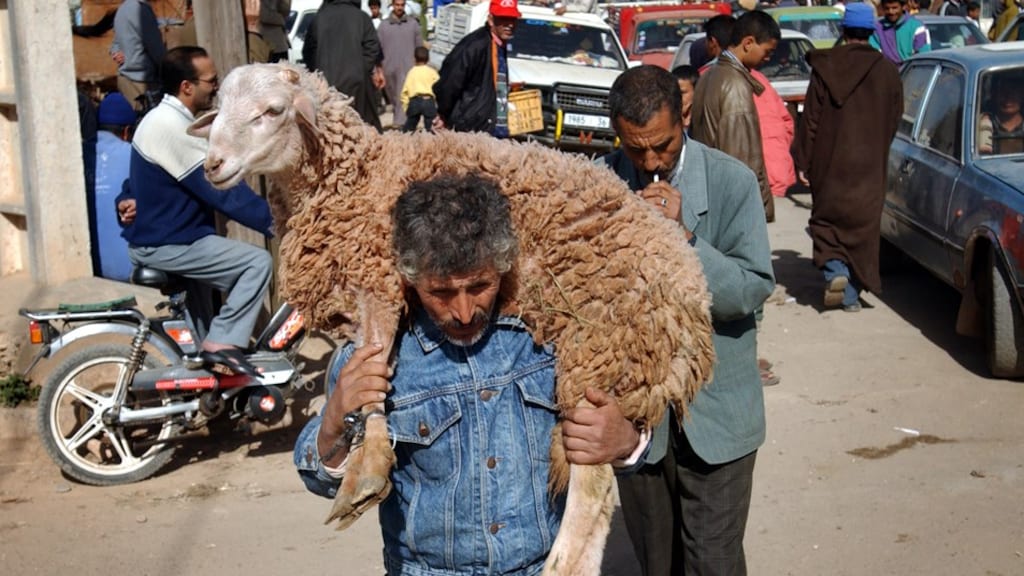 Het heeft lang geduurd, maar eindelijk grijpt de Voedsel en Warenautoriteit in bij het illegaal doden (ja, ONVERDOOFD) van weerloze dieren door moslims. Dit in het kader van het 'offerfeest'. Voor de arme schapen is het beslist geen feest. Beestachtig!!!!
omroepbrabant.nl/nieuws/4704495…