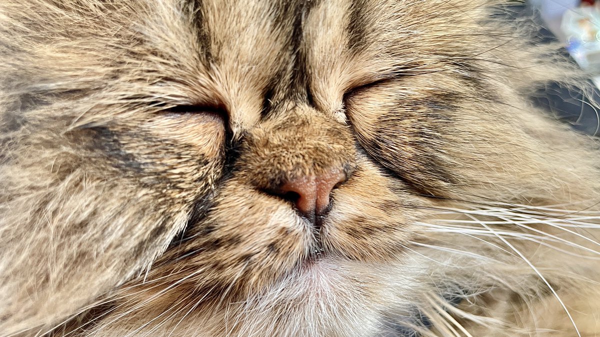 Ik vind het Goede altijd in de huisdieren. Ze geven me rust. 
Waar vind jij het Goede?