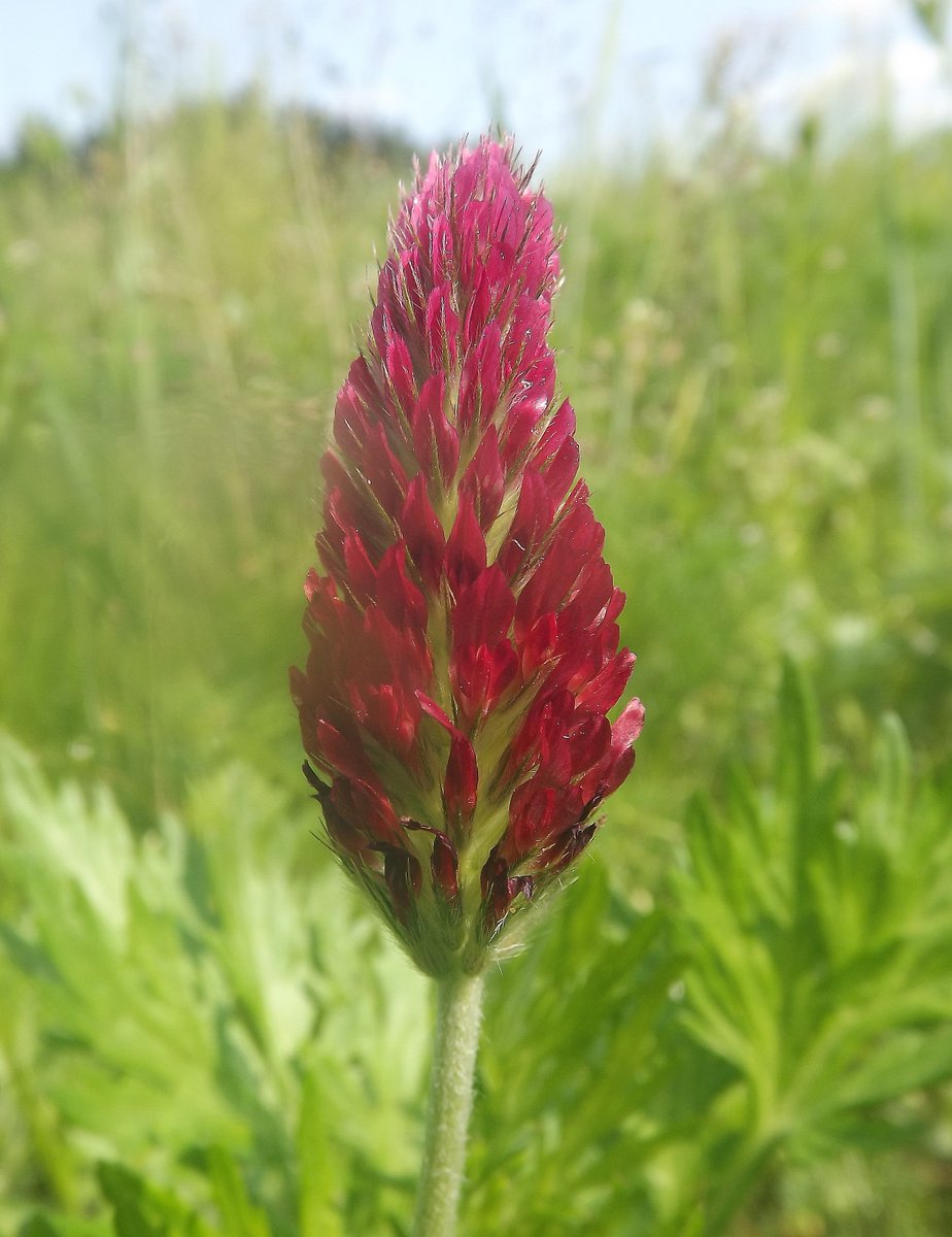 Šajās siltajās un mitrajās jūnija dienās: stirnu mamma un mazulītis jūnija pļavā, peļu klijāns un pelēkā vārna debesīs, pļavas spulgnaglene upmalā un inkarnāta āboliņa ziedu vārpa laukmalā.