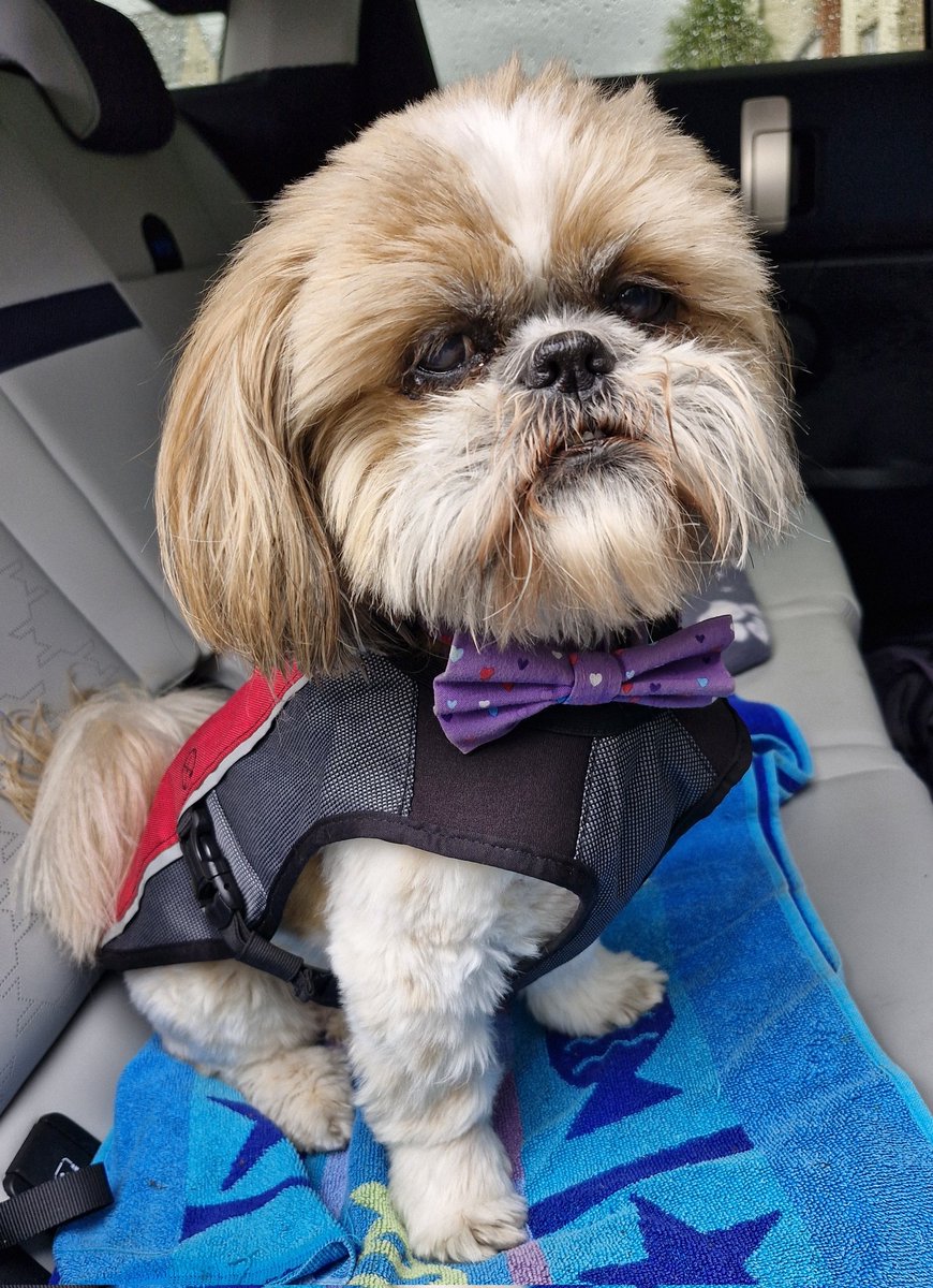 Happy Saturday, everypawdy. Have a fabby weekend. 

 It's a rainy day here on the #fyldecoast so I'm off out in the bellamobile in my raincoat. I hope the rain stops soon!