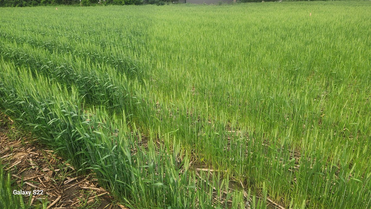 What I'm calling the perennial effect is very evident in the crop. The 1st picture is at the boundary between 70 lbs of N and 0 N with a histroy of a perennial.  The 2nd picture is the same only with no history of perennials. I just turned 180° to take the two pictures