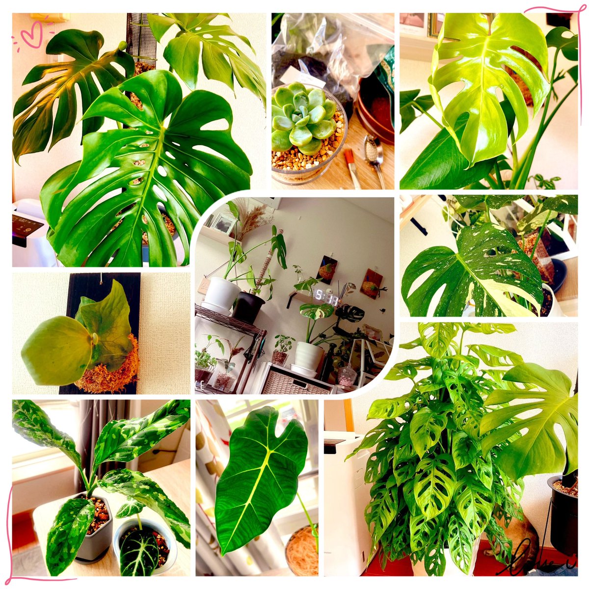 𝐊𝐨𝐦𝐮𝐫𝐚𝐬𝐚𝐤𝐢 𝐨𝐫 𝐒𝐡𝐚𝐦𝐮𝐍𝐞𝐤𝐨 tweet media