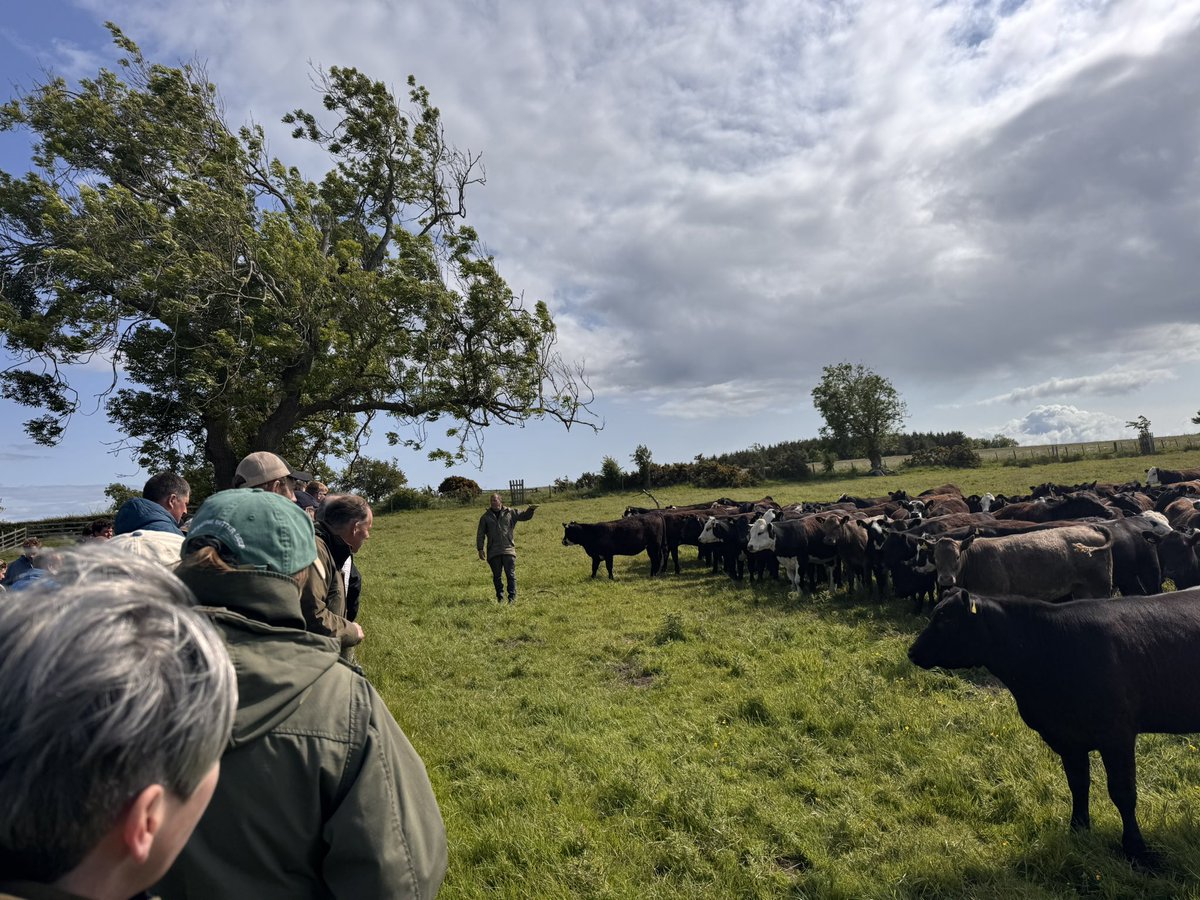 Nerbas Bros. Angus (@nerbasbrosangus) on Twitter photo Well attended on farm event hosted by <a href="/thistleyhaugh/">Thistleyhaugh Farm</a> and organized by <a href="/RhidianJones2/">Rhidian Jones</a> Lots of good discussion on all things grazing and cattle. Well attended on farm event hosted by <a href="/thistleyhaugh/">Thistleyhaugh Farm</a> and organized by <a href="/RhidianJones2/">Rhidian Jones</a> Lots of good discussion on all things grazing and cattle.