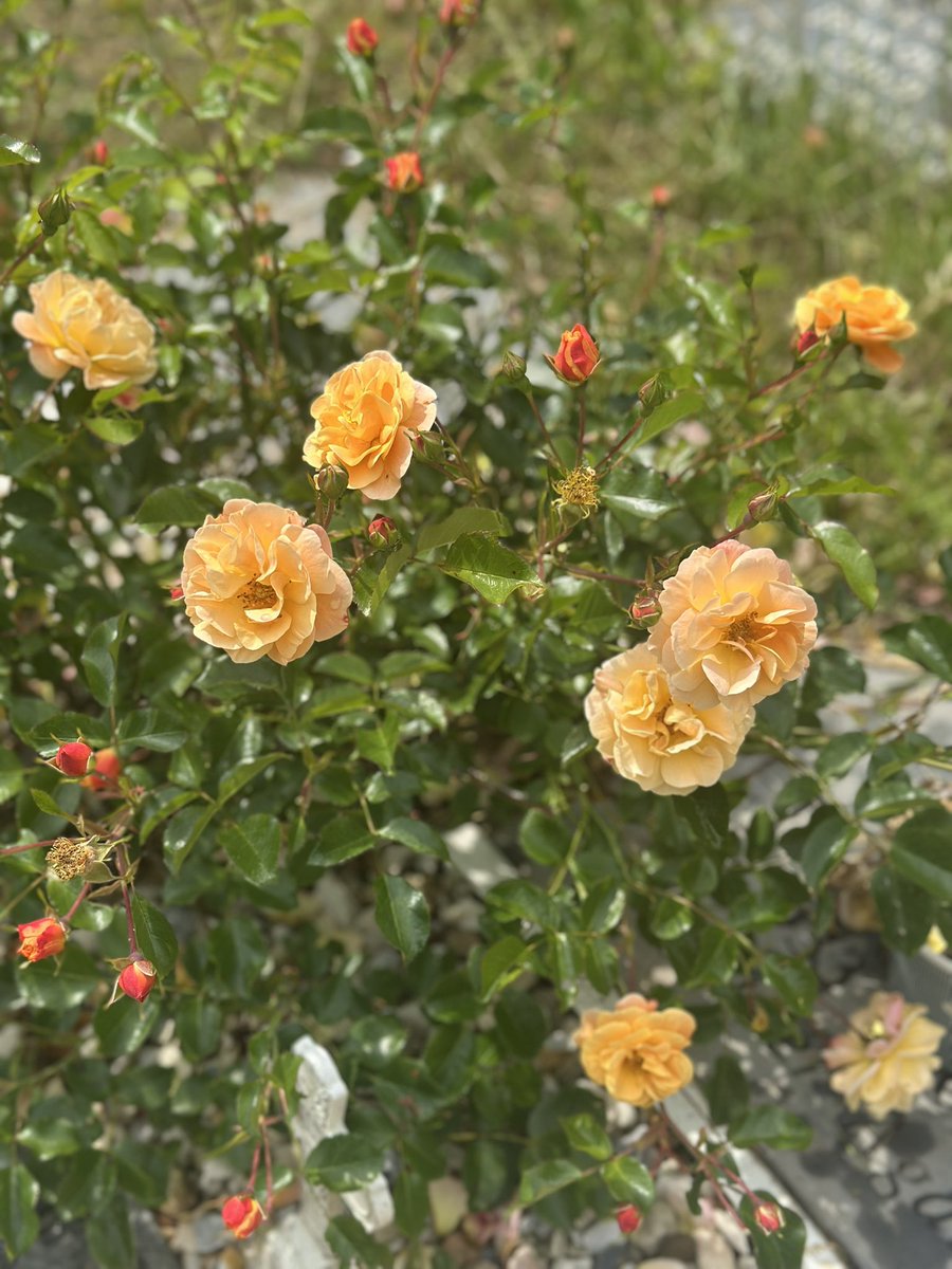 Mum and Dad loved roses. Their favourite colours were orange and yellow

Looks like their looking after the rose bushes I planted 

#graveyard

🟠🟡♥️🙏