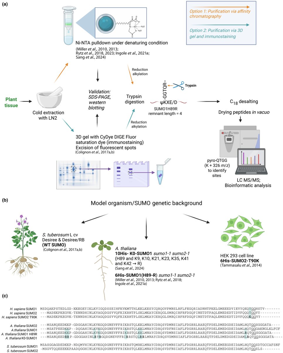 New Phytologist (@newphyt) on Twitter photo #TansleyInsight: Recent advances in proteomic workflows to interrogate the SUMOylome in #plants
Kishor Ingole, Elizaveta Alekseeva, Kathryn Lilley & Ari Sadanandom
👇
📖nph.onlinelibrary.wiley.com/doi/10.1111/np…
#LatestIssue <a href="/wileyplantsci/">Wiley Plant Science</a> #TansleyInsight: Recent advances in proteomic workflows to interrogate the SUMOylome in #plants
Kishor Ingole, Elizaveta Alekseeva, Kathryn Lilley & Ari Sadanandom
👇
📖nph.onlinelibrary.wiley.com/doi/10.1111/np…
#LatestIssue <a href="/wileyplantsci/">Wiley Plant Science</a>