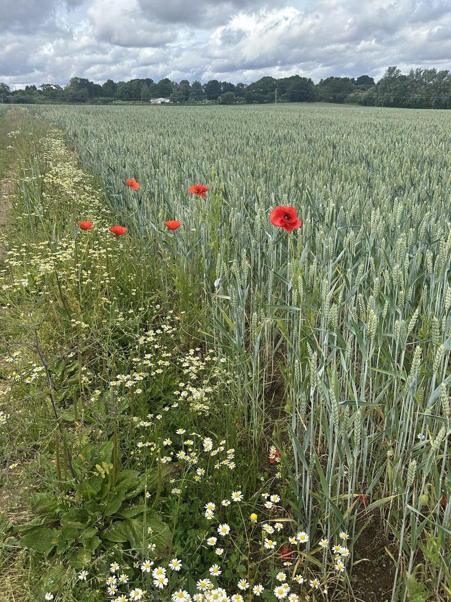 Walking over the fields today I came across some poppies growing in the wheat field 

How pointnant given its #DDayAnniversary this weekend 

🙏♥️