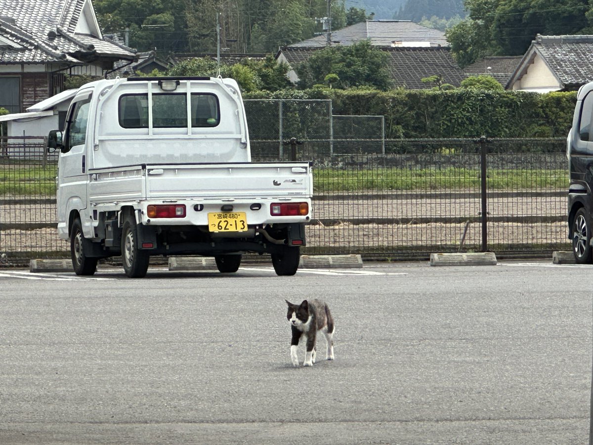 pon_070's tweet image. 明日からまた天気悪い日が続くので、涼を求めてえびの高原へ( ´罒`*)
ソフトクリームはマストで🍦
道の駅でニャンコを発見するも、ダッシュで逃げられる( ΦωΦ )