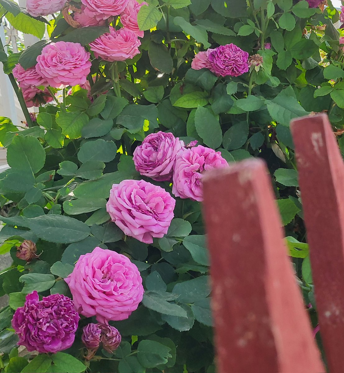 Çiçeklerimin Maşallahı Var 🪬😁