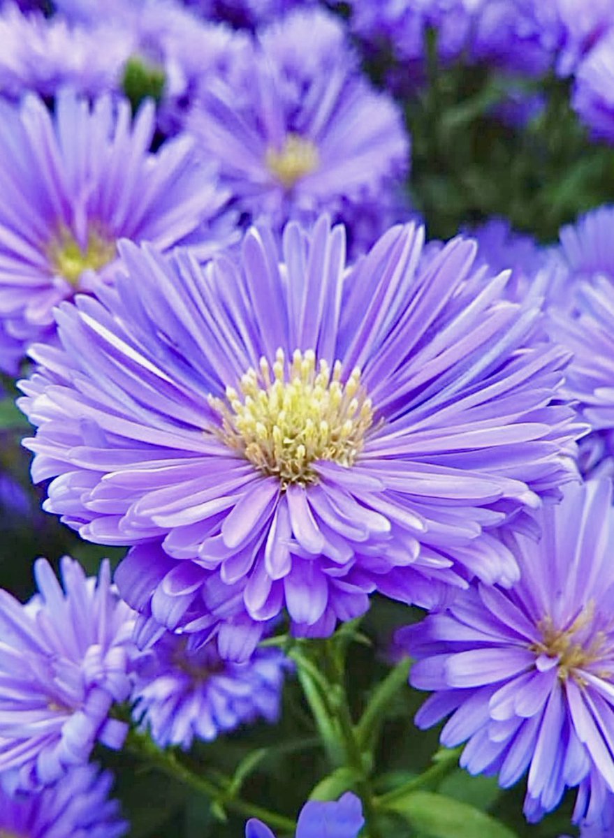 Tantan8325's tweet image. As the signs of the rainy season began to veil the sky,
a bluish-purple flower swayed gently in the breeze, softly smiling - ephemeral, yet quietly noble.
In its tender dance, I felt the gift of kindness and the
strength to stand with grace
-Tantan
~ Delicacy ~
Michaelmas Daisy