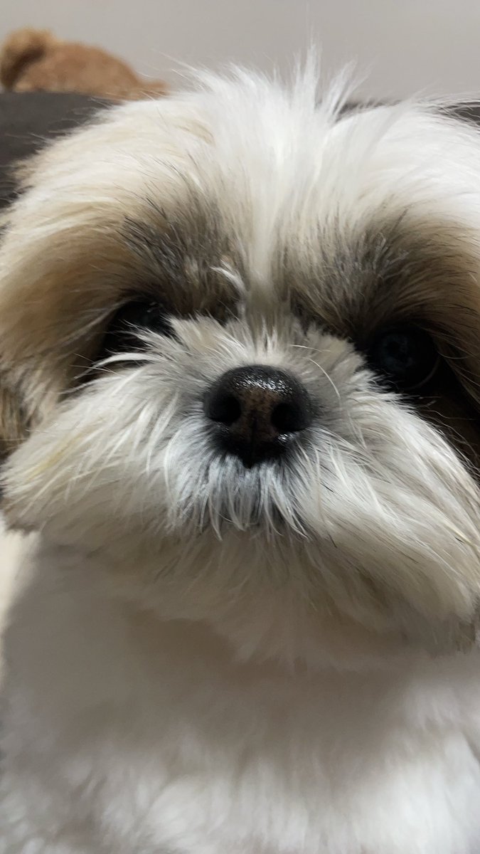 ふぅちゃん᧔♡⃛᧓シーズー᧔♡⃛᧓ (@fuuchan0910) / Posts and