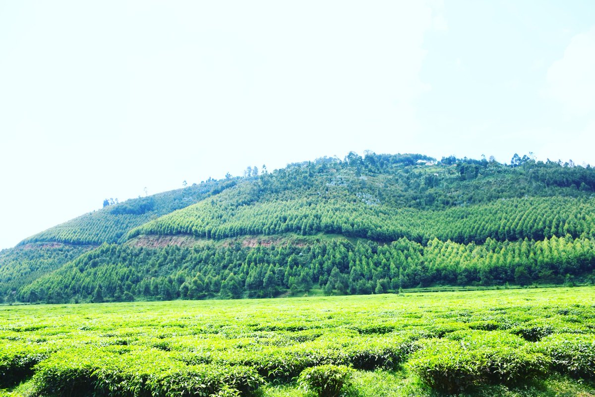 Umushinga <a href="/GreenGicumbi/">Green Gicumbi Project | Northern Rwanda</a>  wateye icyayi ku misozi bigira uruhare rukomeye mu kurwanya #AirPollution no guteza imbere ubukungu bw’abaturage ba <a href="/GicumbiDistrict/">Gicumbi District</a>

 Icyayi gifata CO₂, cyirwanga isuri kandi gitanga akazi n’umusaruro.

Ubuhinzi burengera ibidukikije = ejo hazaza heza!