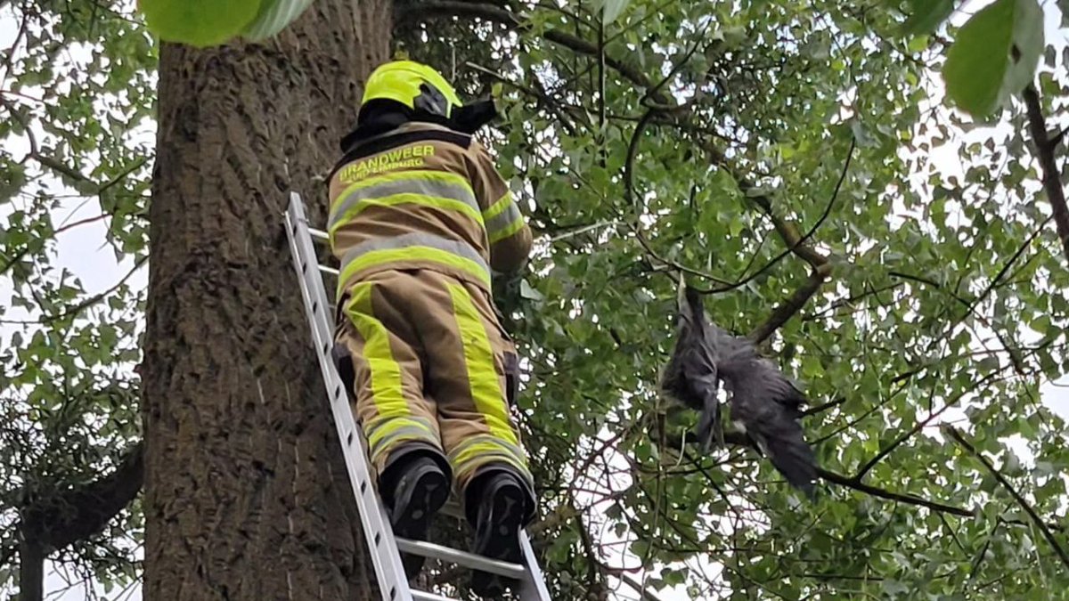 Brandweer redt reiger uit boom bij camping in Epen