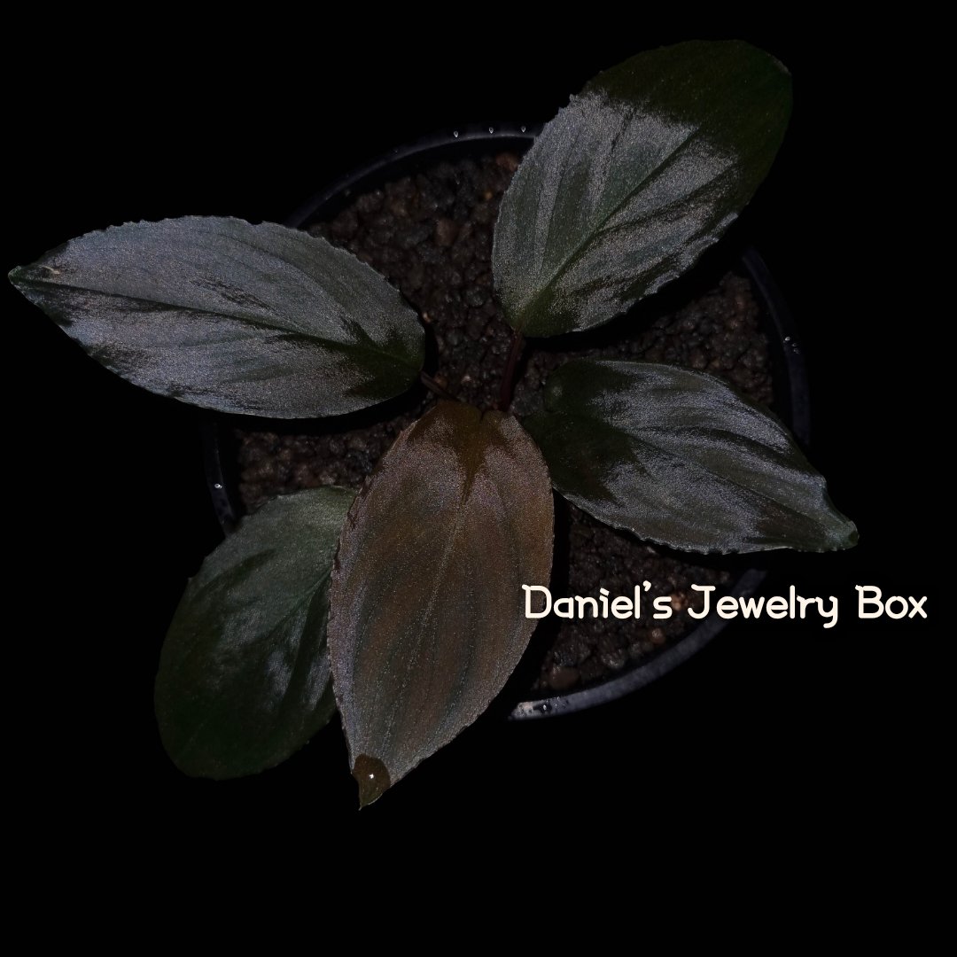 Homalomena sp.
"Black Sapphire"
Kepulauan riau[DJB20XX-04C]

#homalomena #ホマロメナ #vivarium #terrarium #tropicalplants #paludarium #ブセファランドラ #観葉植物 #熱帯植物 #雨林植物 #パルダリウム #テラリウム #熱帯雨林植物 #bucephalandra #rainforestplants
#variegatedplants