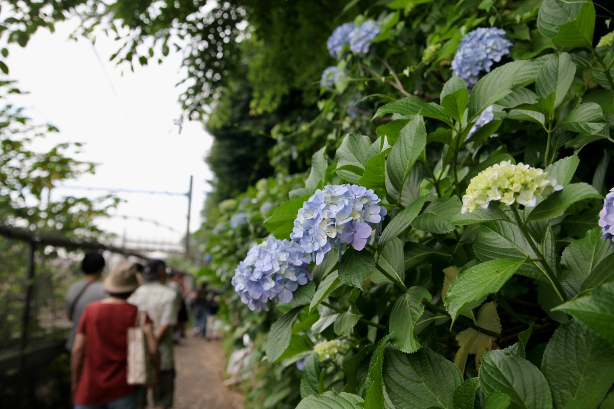 artmania_3's tweet photo. 【紫陽花八景】#紫陽花 #あじさい #アジサイ #東京 #北区 #飛鳥山 #名主の滝公園 #Canon #EOS #5DMarkII #Tamron 春はお花見、初夏は紫陽花で賑わうお約束の東京･北区の名勝地を中心に紫陽花八景。続きはこちらで→ https://t.co/fOXz5z1Z8s https://t.co/eusrlMuEW1