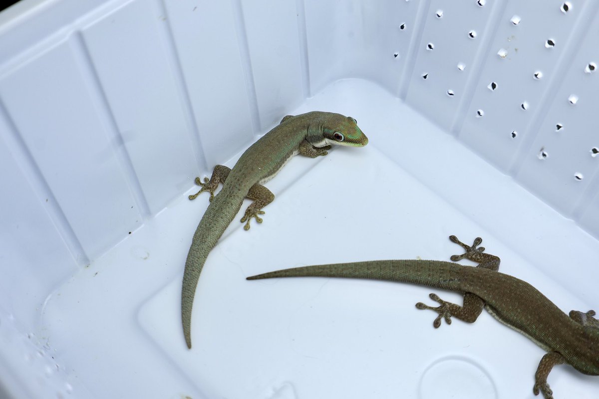 isakaeに想いを馳せる会。