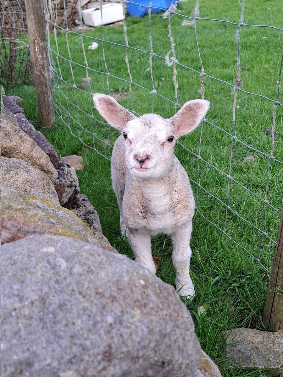 This is Noodle.
Born two months after all the other lambs,

She nearly didn't make it.
Her mum died...

But here she is,

A shining reminder that there's always hope ✨️.