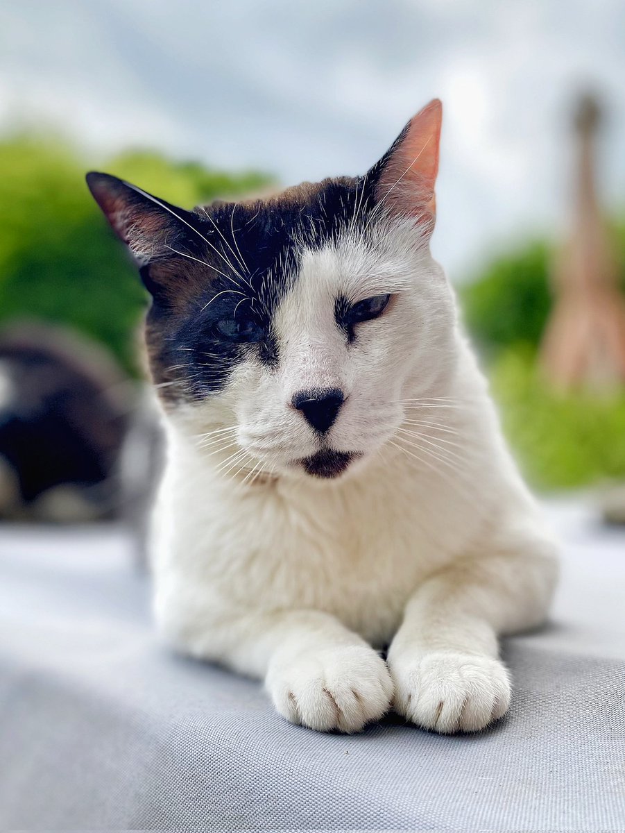 Prince Charming Rudi. #CatsOfTwitter #Caturday