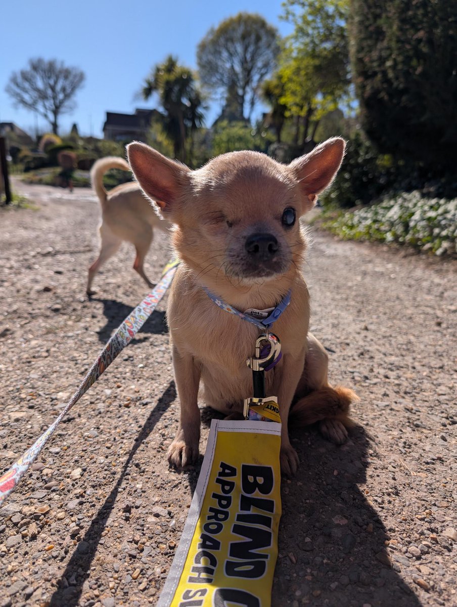 Gorgeous Fig was adopted from <a href="/DT_Newbury/">Dogs Trust Newbury</a> earlier this year 💛
She has been in her forever home for a few months now and has settled into her new life so well!
We are so happy for you Fig 🐶