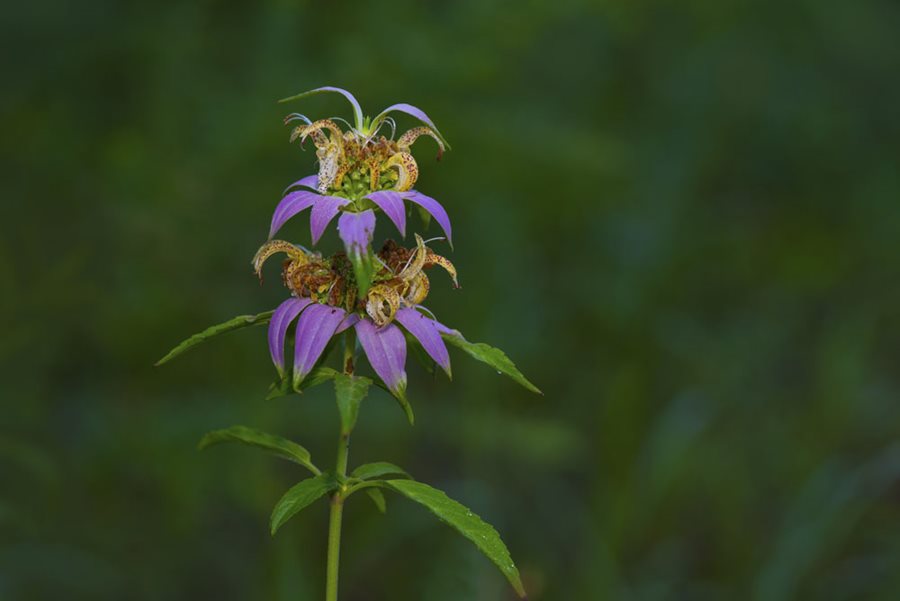 Do you know your USDA zone—and what it really tells you?

Hardiness zones are just the start. Soil, humidity &amp; microclimates matter too.

Find your zone &amp; see what #plants thrive near you: ow.ly/MNrY50W5987
📸 Spotted Bee Balm (Zones 3–8, blooming now)