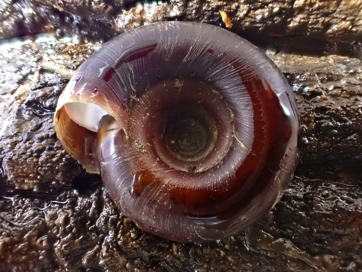 オオベソマイマイ

平べったく、ヘソが深くて面白い貝。幼貝が多かったです。
（自宅にて撮影）