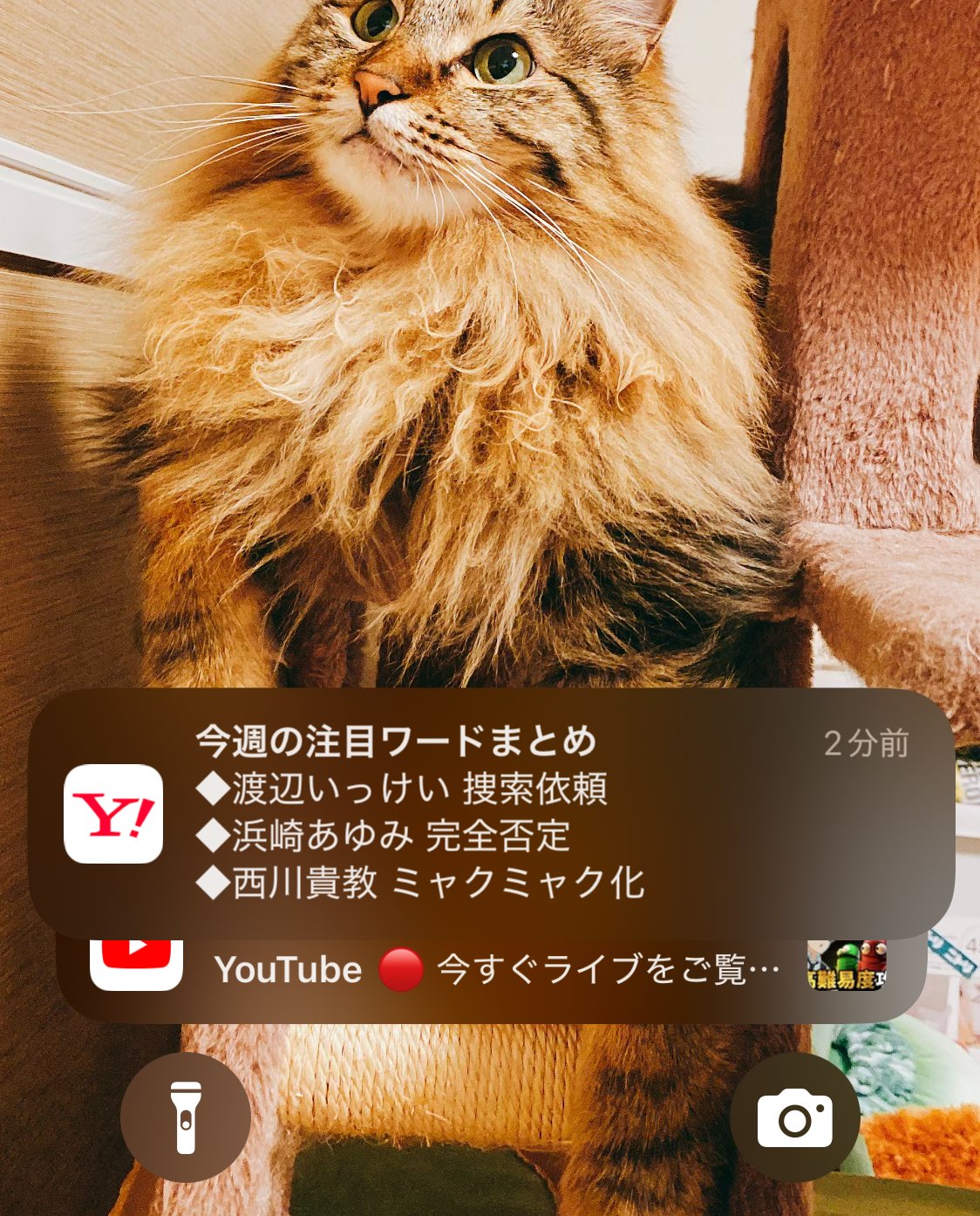 まろん (@Maron__Coron__) / X