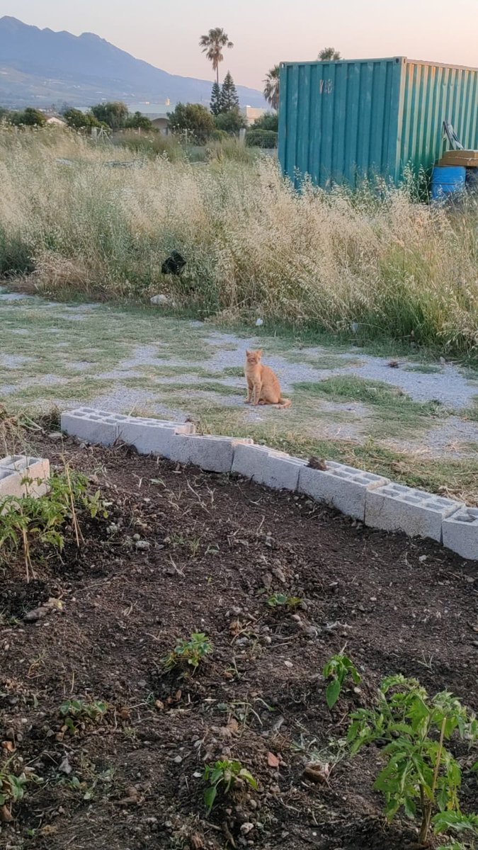 Bizim mahallenin bıçkın delikanlisi