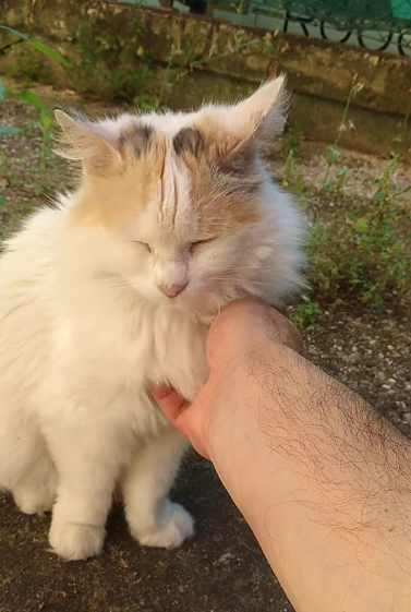 gimaldi's tweet photo. #cats Micia ha urgente bisogno di sangue del gruppo 'B'. Se qualcuno ha un gatto donatore col medesimo gruppo sanguigno 'B' può contattare l'Ospedale Veterinario Giardini Margherita di Bologna al n. 051-392290. Grazie di cuore. https://t.co/m0vUdV1GSI