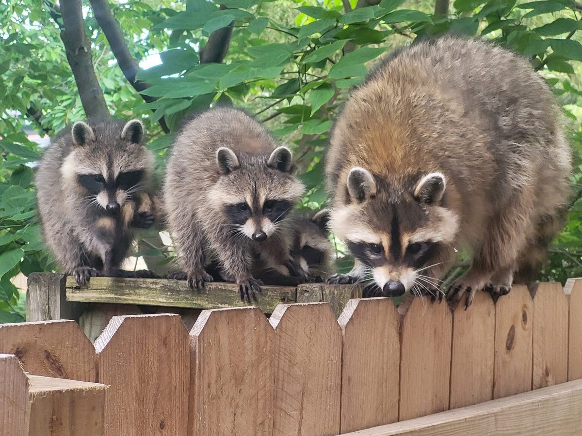 Dr Tracey Lynn Perez Koehlmoos (@drtraceyk) on Twitter photo From my friends in Ohio. This mama & her babies hang out on their fence. Snacks? So cute. 🥰 🦝 <a href="/DrJLHazelton/">Jacqueline Hazelton drjlhazelton.bsky.social</a> From my friends in Ohio. This mama & her babies hang out on their fence. Snacks? So cute. 🥰 🦝 <a href="/DrJLHazelton/">Jacqueline Hazelton drjlhazelton.bsky.social</a>