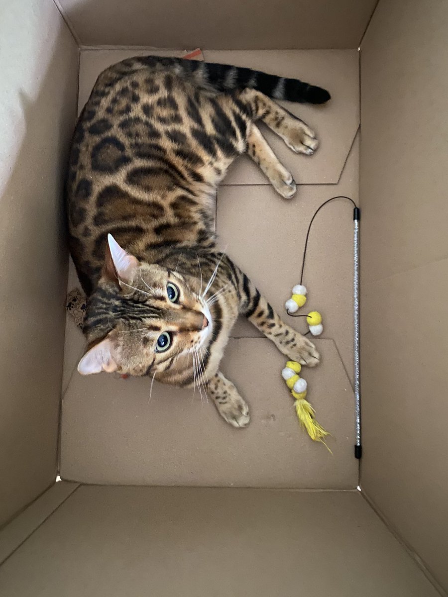 We got delivery from pet store today and i love my new toy ❤️ (the box) 
Human also bought us a new scratcher, but we like the box better 😂 #Caturday
