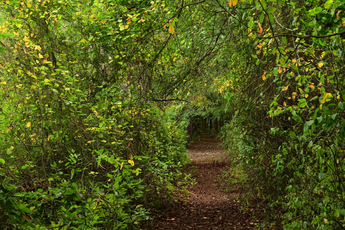 nj_pinelands's tweet photo. Happy #NationalTrailsDay in the #NewJersey #Pinelands! Here are scenes from numerous trails in the 1.1-million-acre Pinelands National Reserve. It’s a great day to explore the region or plan your next #hike! 🥾 

📷: Paul Leakan, NJPC https://t.co/3Pbgk02Y5w