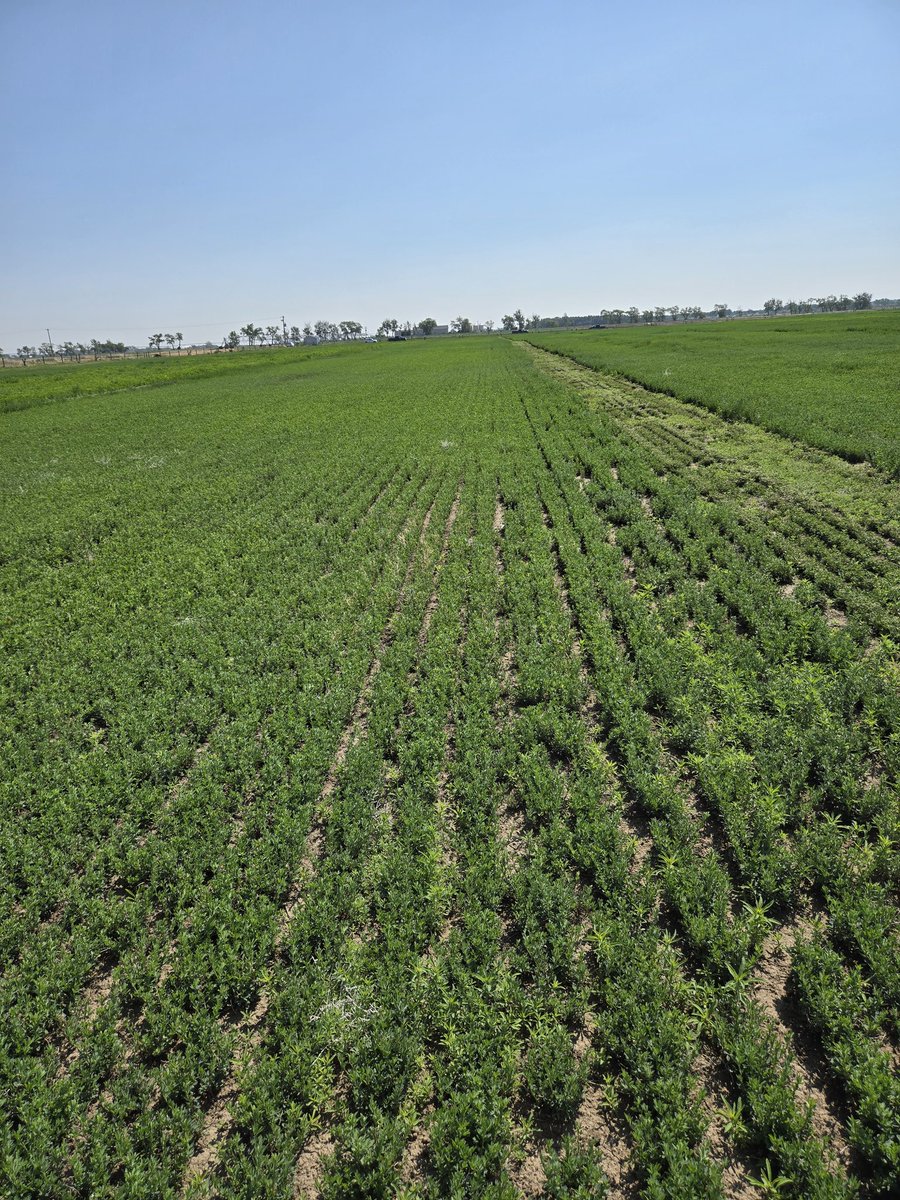 DrBart_Beef's tweet image. Great meeting with @pokhrelihp and Dr Terry #AAFCLethbridge #AppliedBeefForageResearch #Cicermilkvetch #Grazealfalfa #Bloatmitigation #Entericemissions #Soilhealth #PastureEconomics @AAFC_Canada @BeefResearch @SKAgriculture @agbiousask