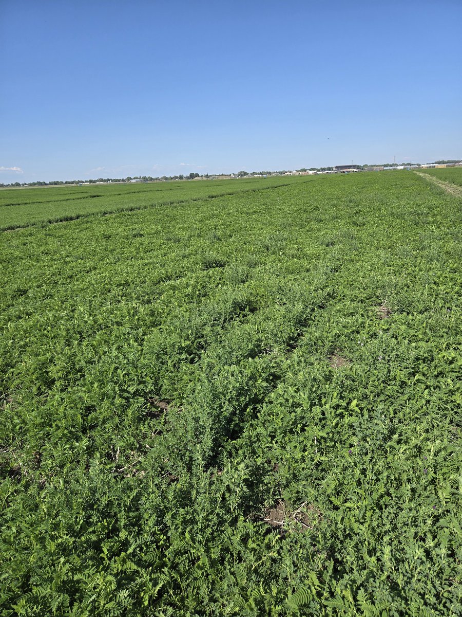 Dr Bart Lardner 🇨🇦 (@drbart_beef) on Twitter photo Great meeting with <a href="/pokhrelihp/">Hari Poudel</a> and Dr Terry #AAFCLethbridge #AppliedBeefForageResearch #Cicermilkvetch #Grazealfalfa #Bloatmitigation #Entericemissions #Soilhealth #PastureEconomics <a href="/AAFC_Canada/">AAFC Canada</a> <a href="/BeefResearch/">Beef Cattle Research</a> <a href="/SKAgriculture/">Sask Agriculture</a> <a href="/agbiousask/">USask AgBio</a> Great meeting with <a href="/pokhrelihp/">Hari Poudel</a> and Dr Terry #AAFCLethbridge #AppliedBeefForageResearch #Cicermilkvetch #Grazealfalfa #Bloatmitigation #Entericemissions #Soilhealth #PastureEconomics <a href="/AAFC_Canada/">AAFC Canada</a> <a href="/BeefResearch/">Beef Cattle Research</a> <a href="/SKAgriculture/">Sask Agriculture</a> <a href="/agbiousask/">USask AgBio</a>